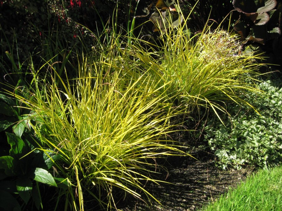 Carex leiorhyncha