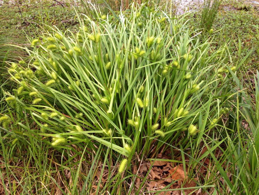 Carex rariflora