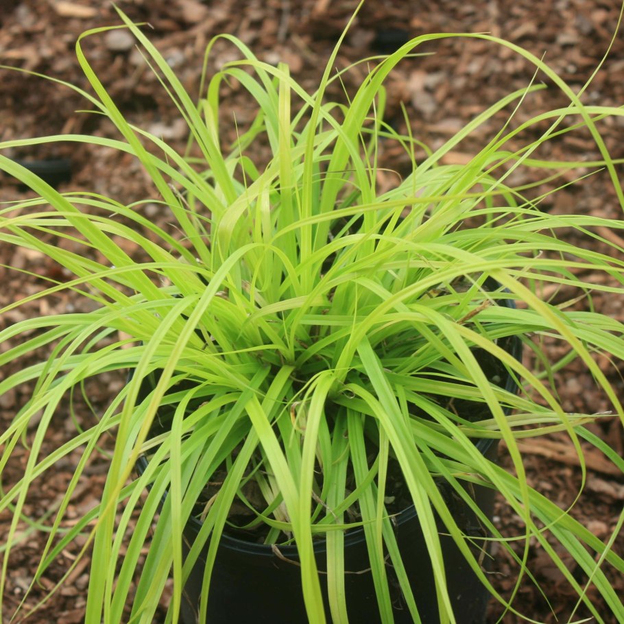 Carex leiorhyncha