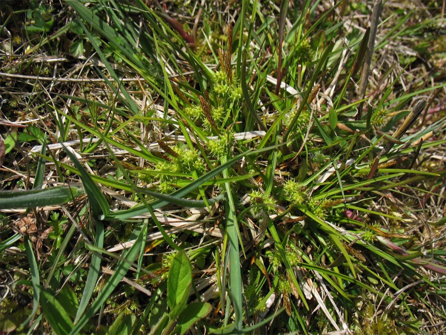 Осока гладконосая (Carex leiorhyncha)