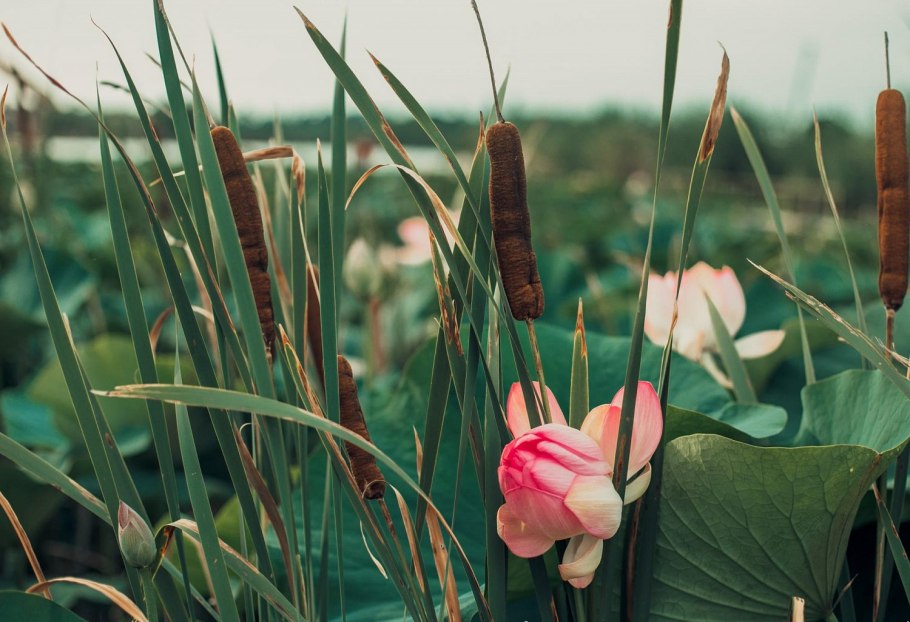 Частуха Валенберга