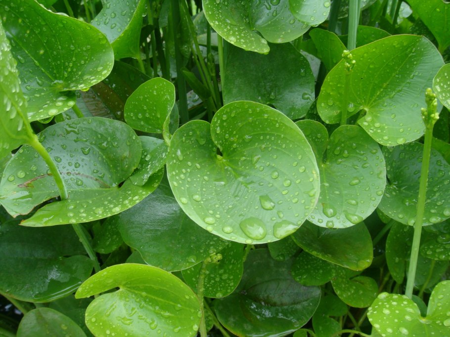 Понтедерия сердцелистная (Pontederia cordata)