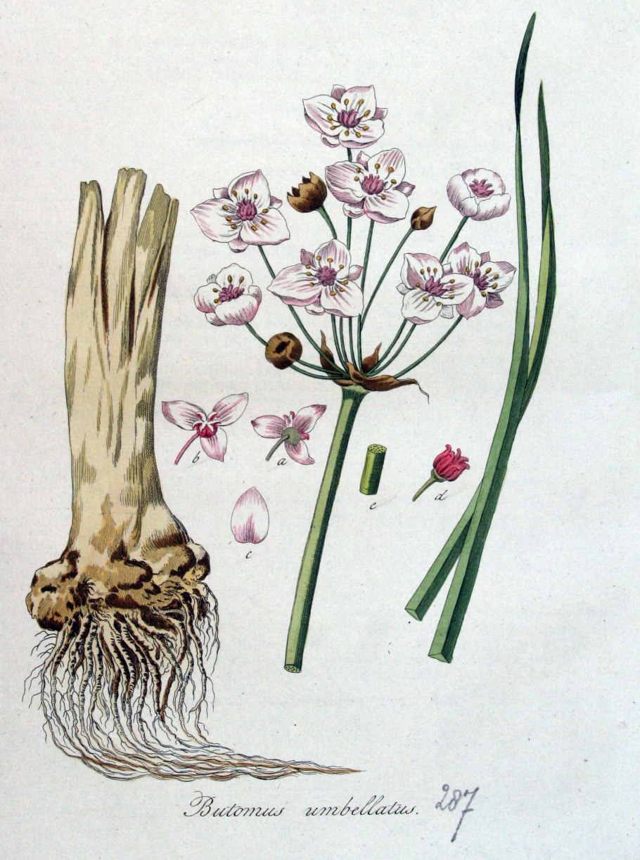 Частуха обыкновенная alisma Plantago Aquatica