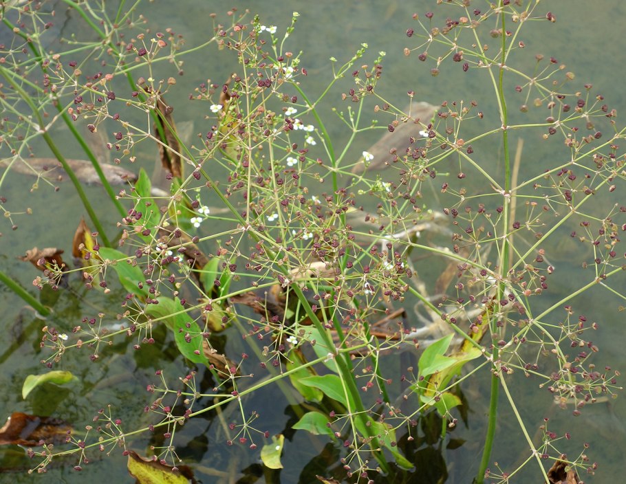 Частуха злаковая