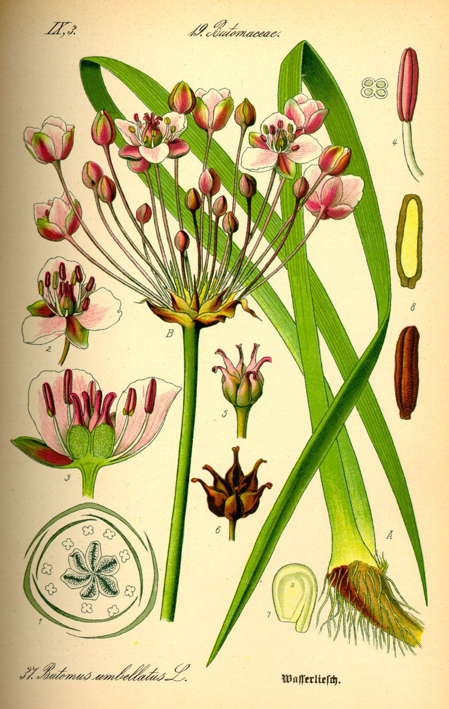 Розовые луговые цветы