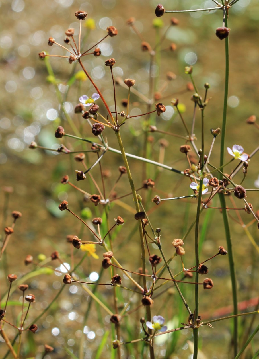 Частуха Болотная