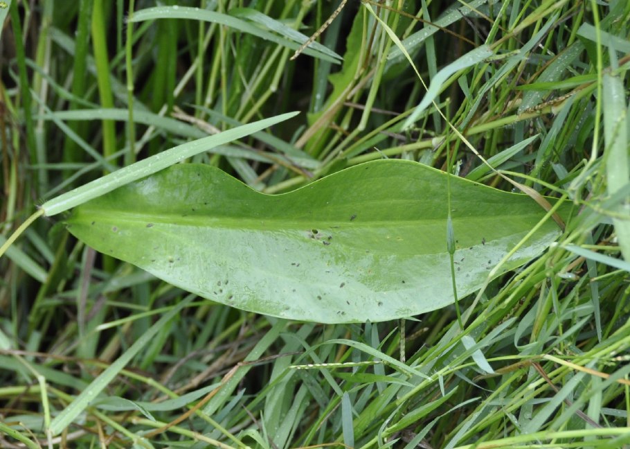 Частуха болотная