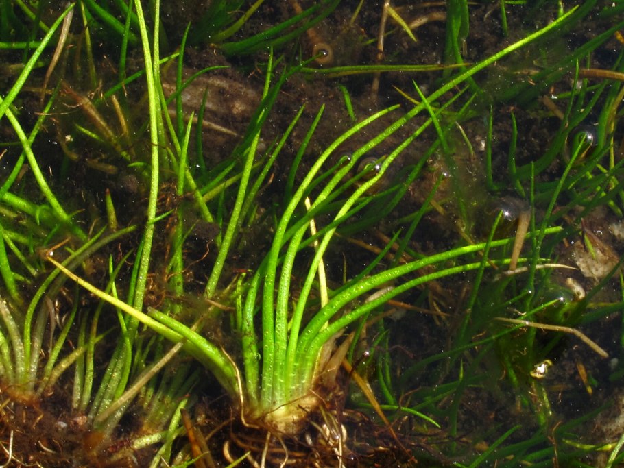 Полушник Озерный Isoetes lacustris