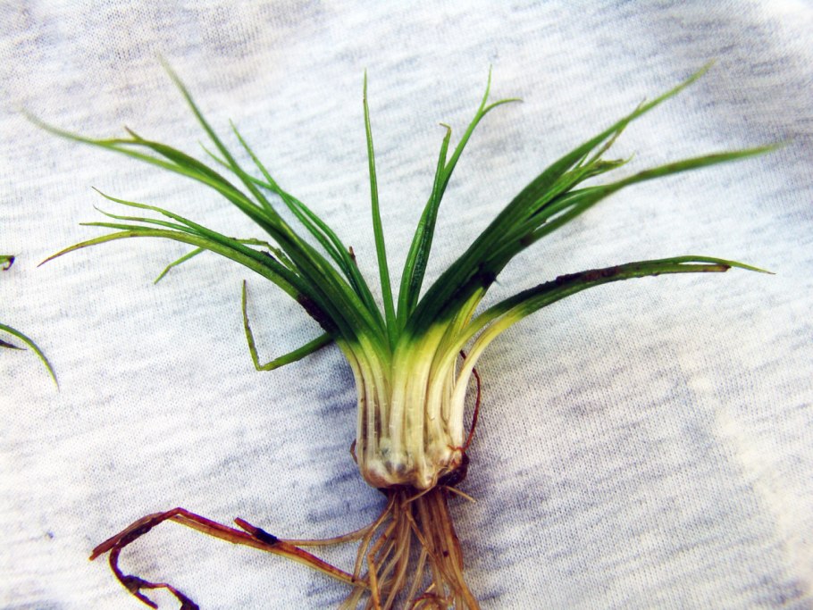 Полушник Озерный Isoetes lacustris