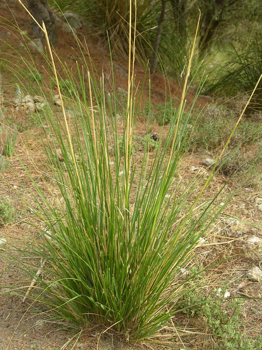 Гинецей лилейных