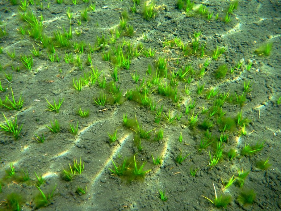 Полушник Озерный Isoetes lacustris