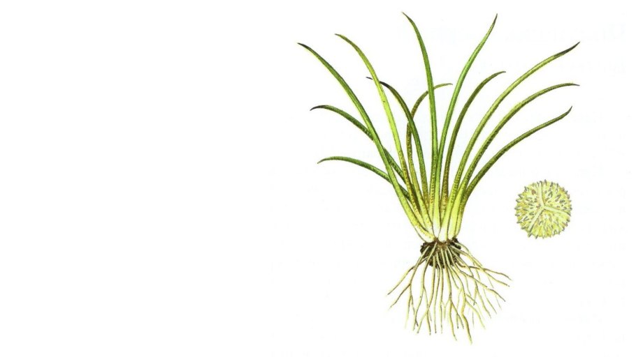 Полушник колючеспоровый