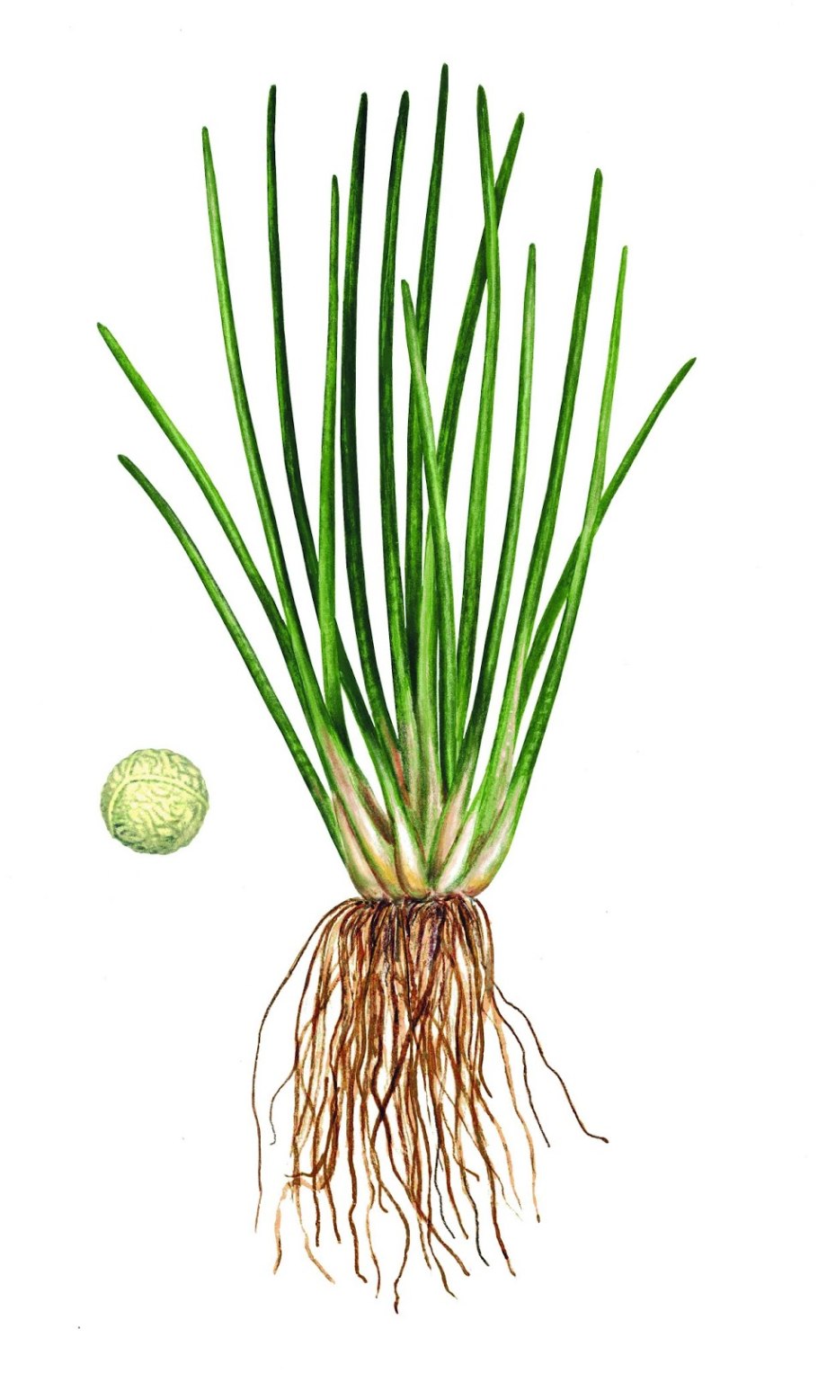 Полушник Озерный плаун