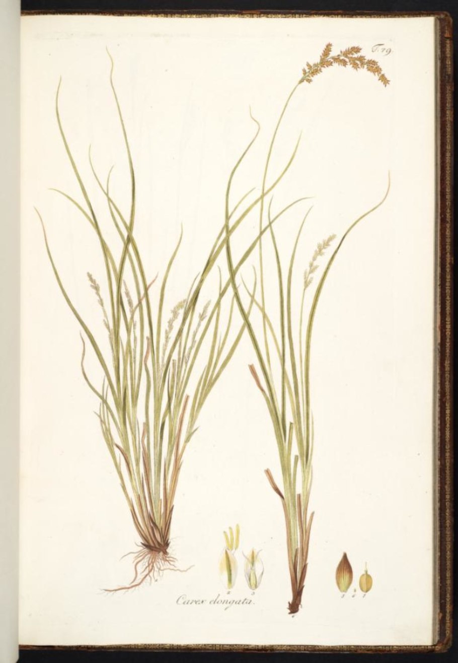 Плаун растение