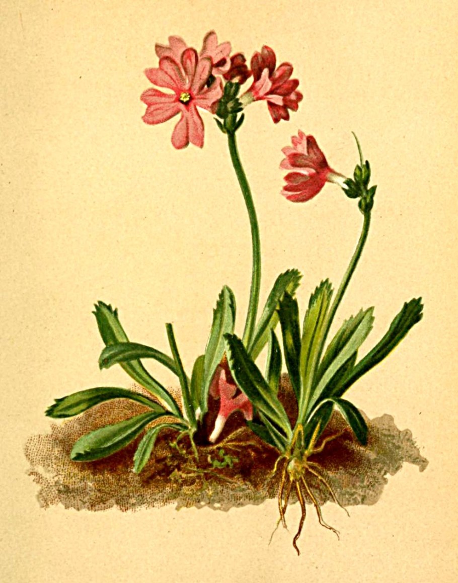 Carduus defloratus l.