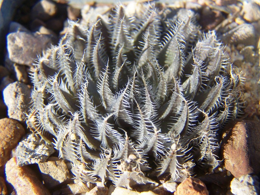 Haworthia arachnoidea