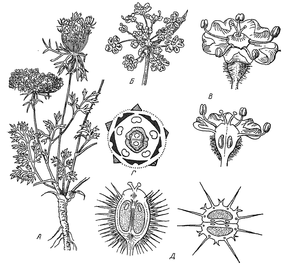 Isoetes VETATA Varsicula