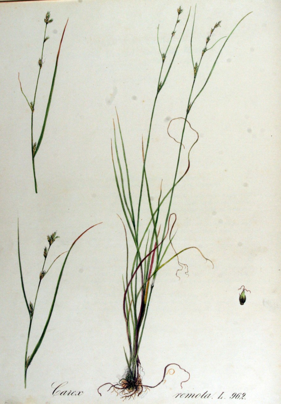 Ampelodesmos mauritanica