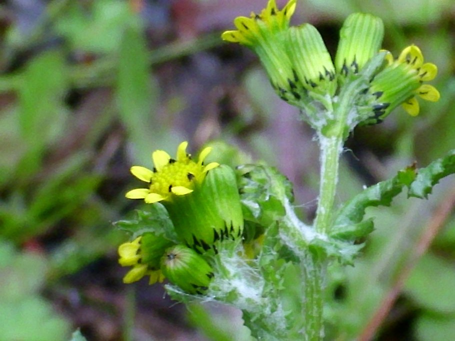 Senecio vulgaris