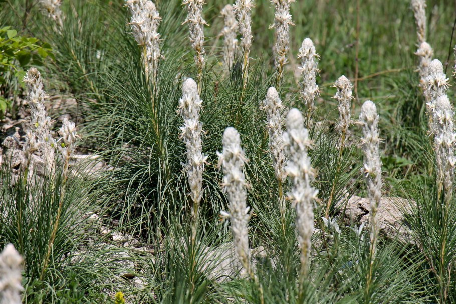 Асфоделина Крымская фото