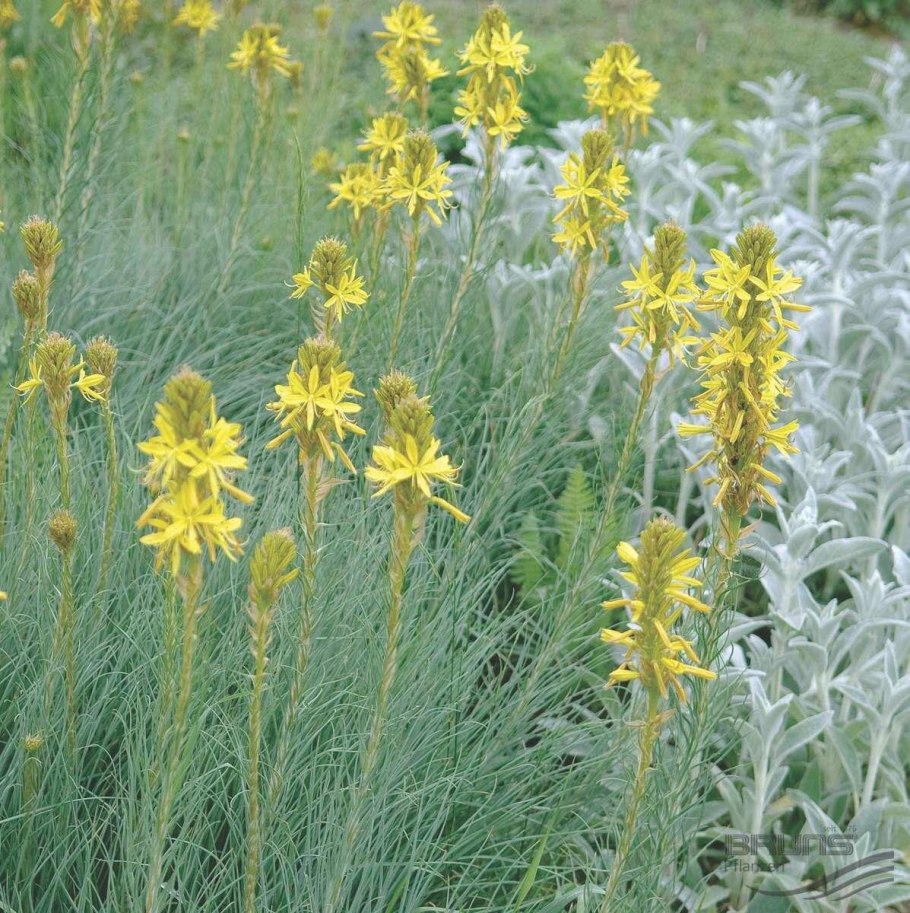 Гарри Поттер Асфодель цветок