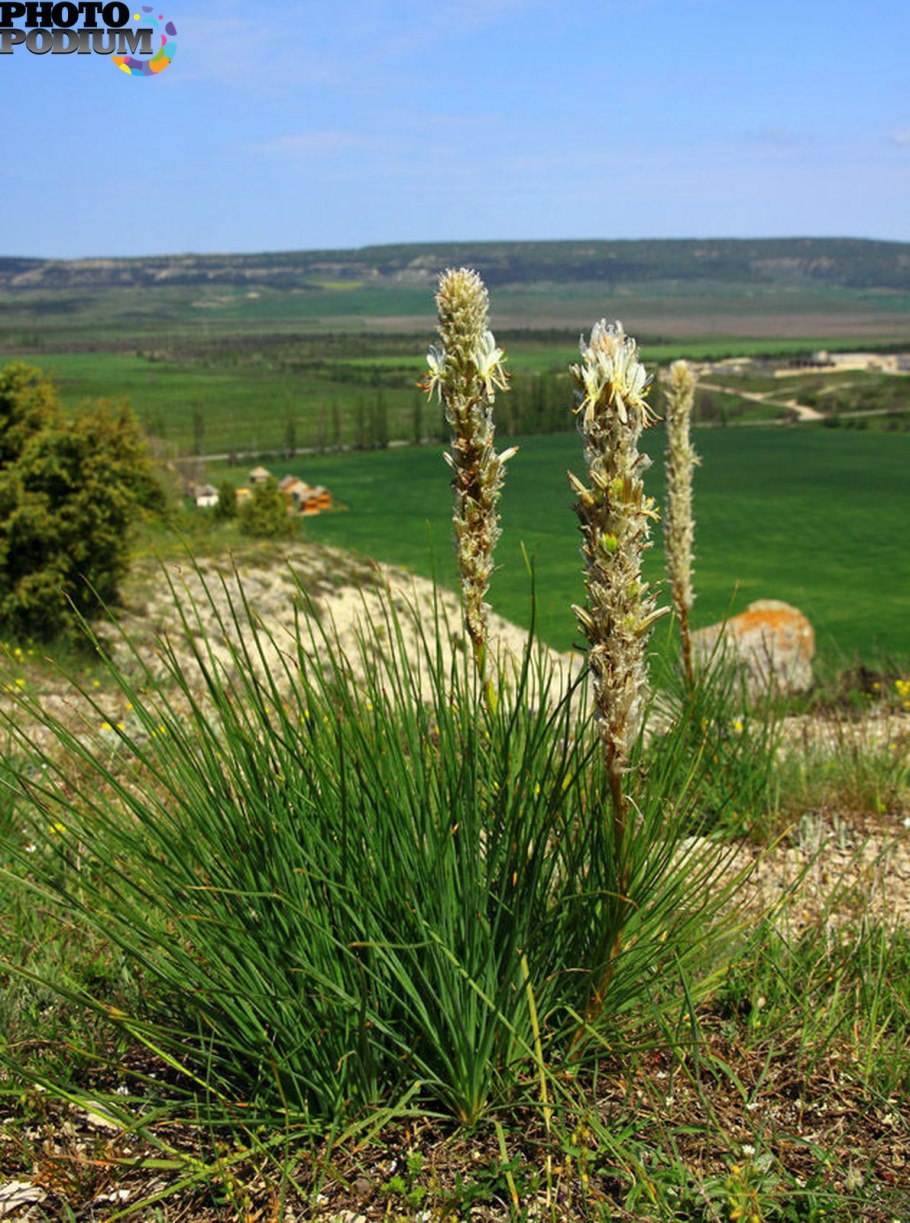 Асфоделина Таврическая