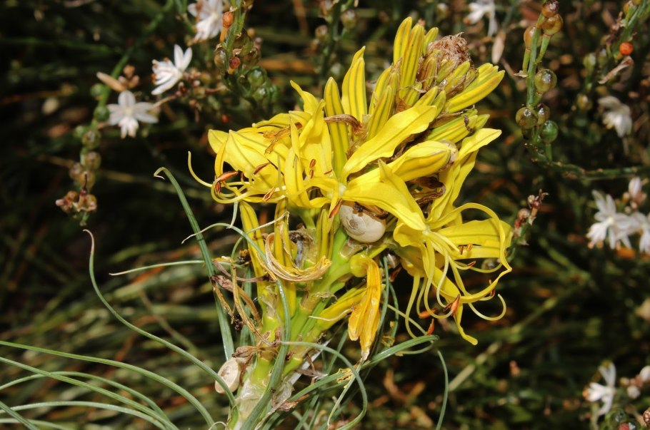 Асфоделина желтая