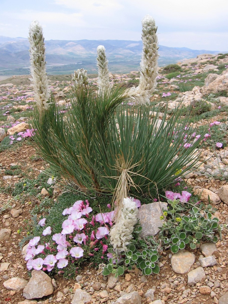 Асфоделина желтая