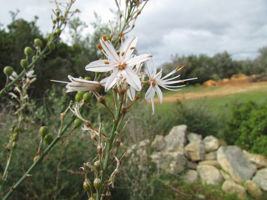 Асфоделина цветок