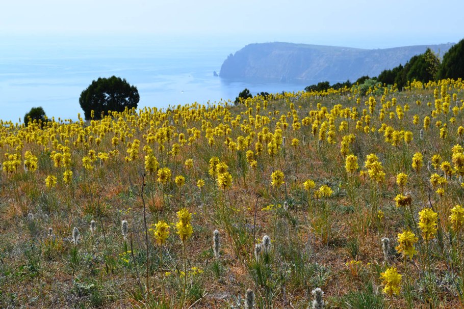 Асфоделина Крымская (Asphodeline Taurica )