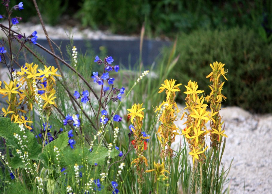 Виктория Асфодель