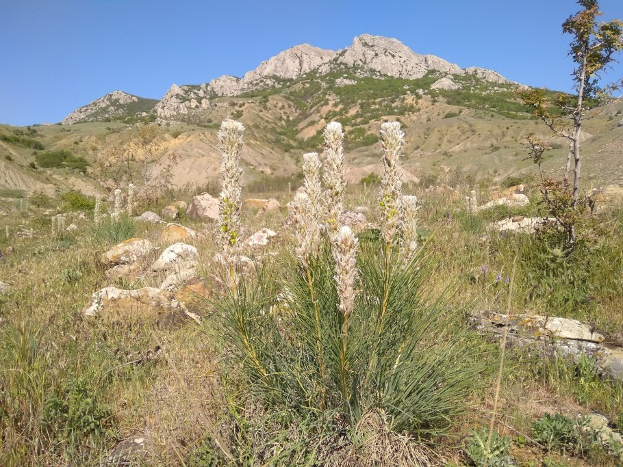 Asphodeline Taurica