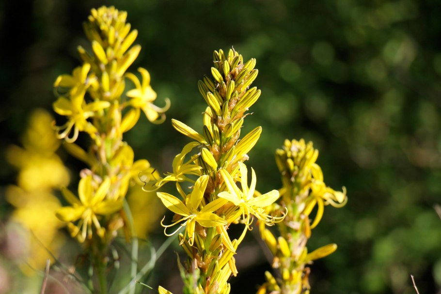 Асфоделина Таврическая