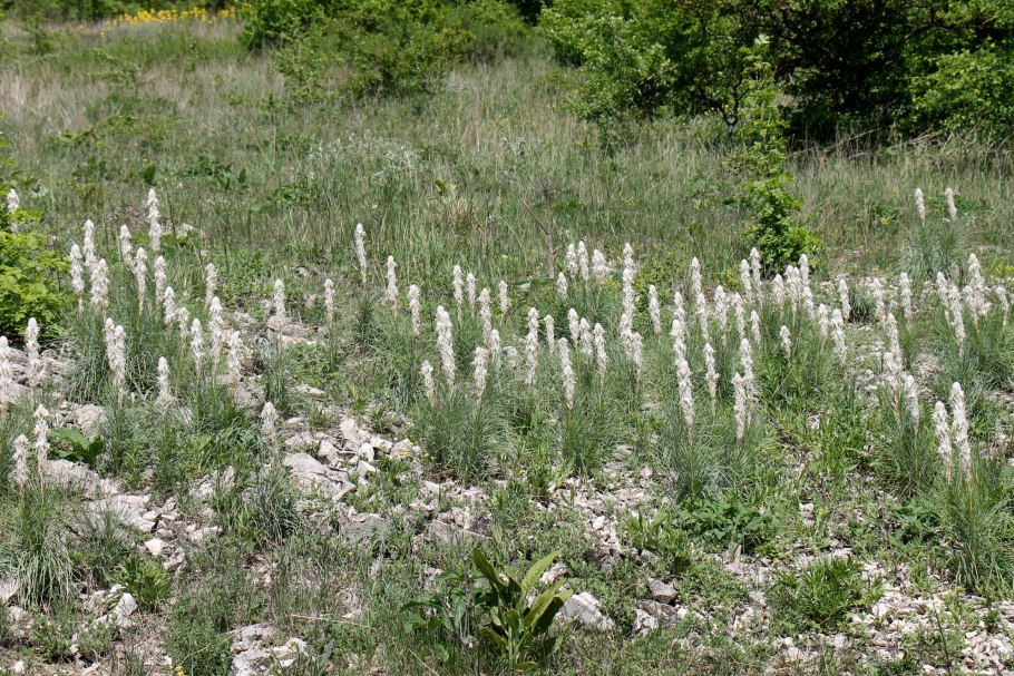 Асфоделина Крымская (Asphodeline Taurica )