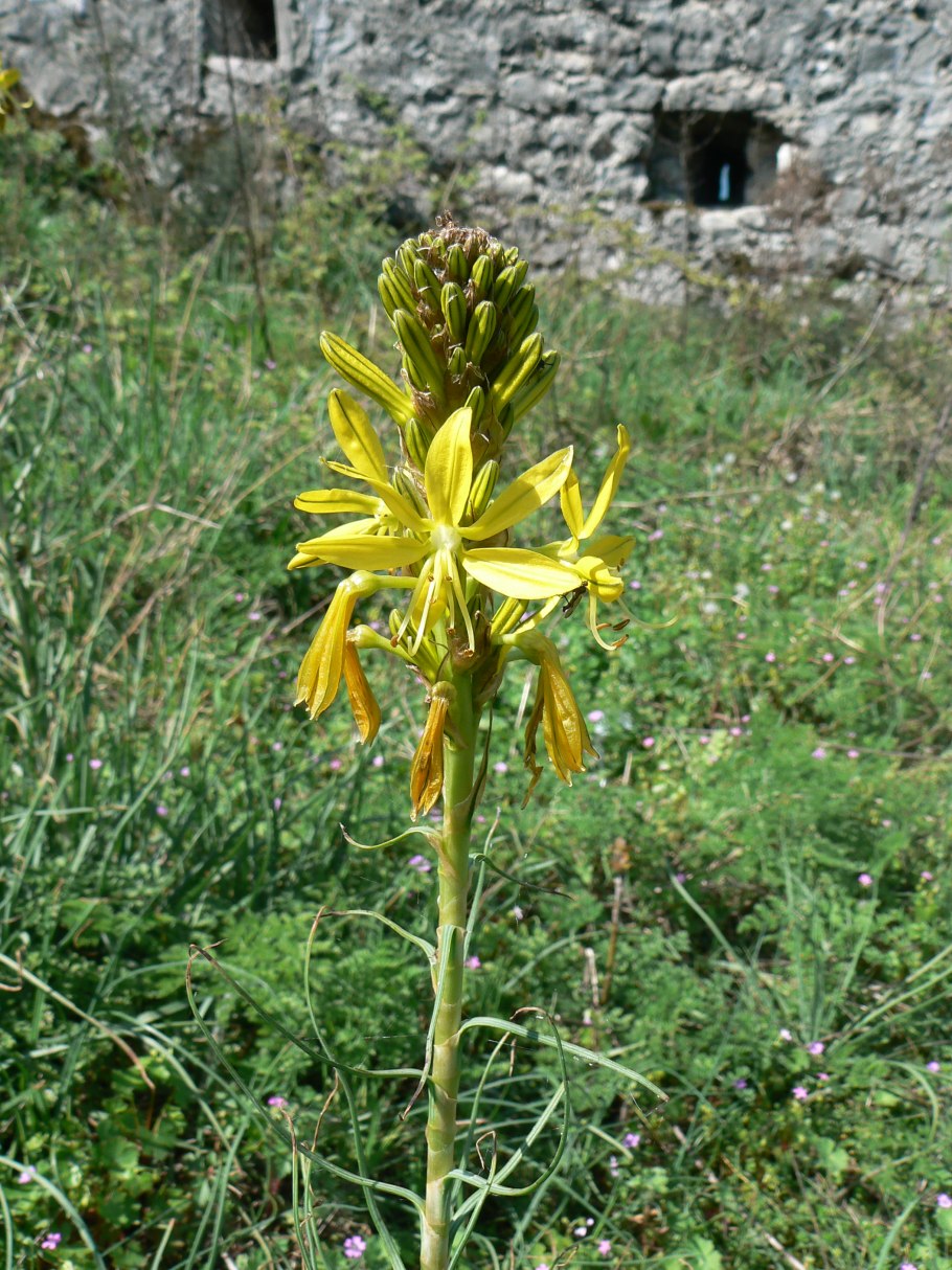 Асфоделина желтая