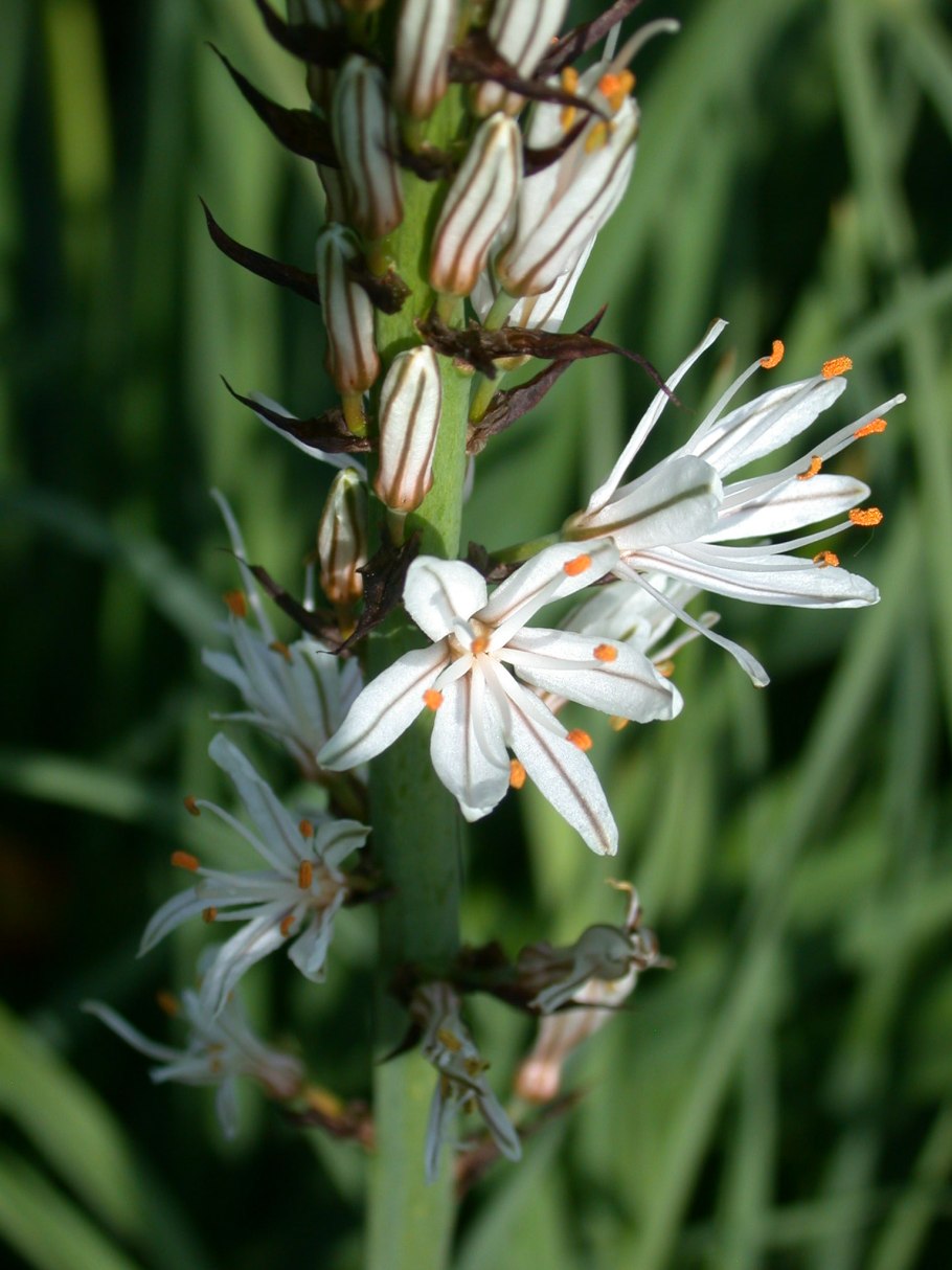 Асфоделина тонкая