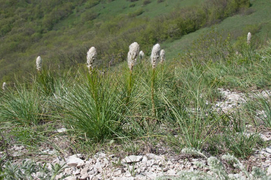 Асфоделину крымскую