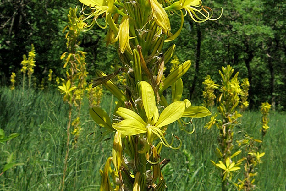 Крымская Асфоделина цветок