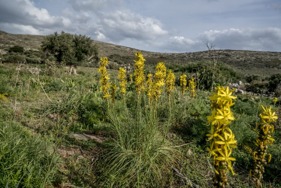 Asphodeline lutea