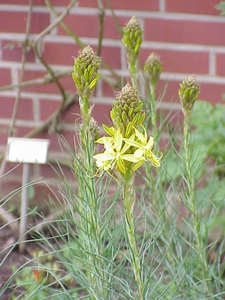 Асфоделина желтая