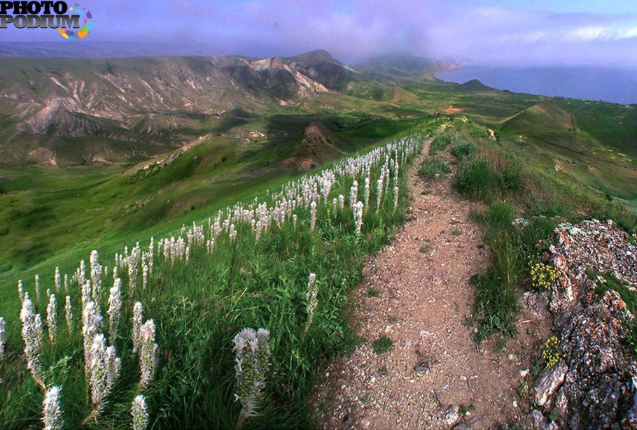 Асфоделина Крымская желтая
