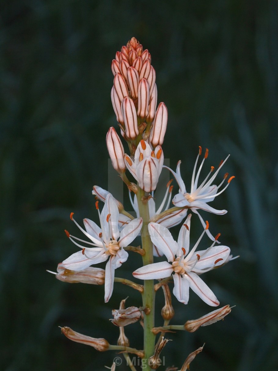 Асфоделина Кавказская
