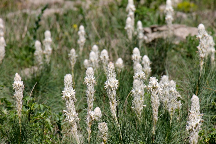 Асфоделина тонкая