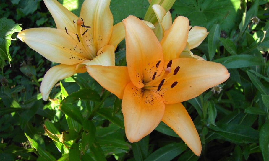 Лилия Regent's Park