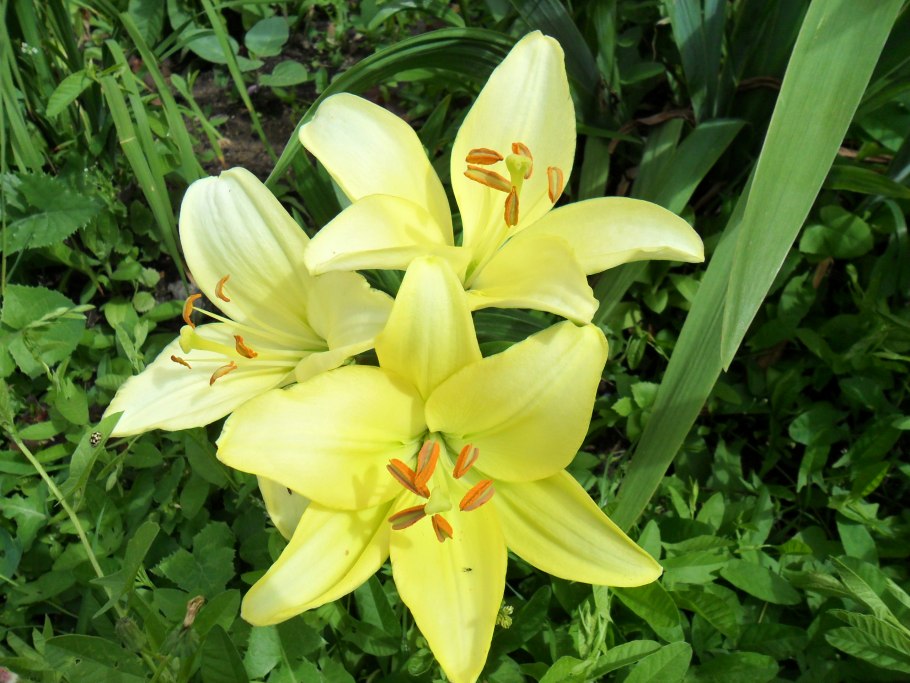 Lilium croceum