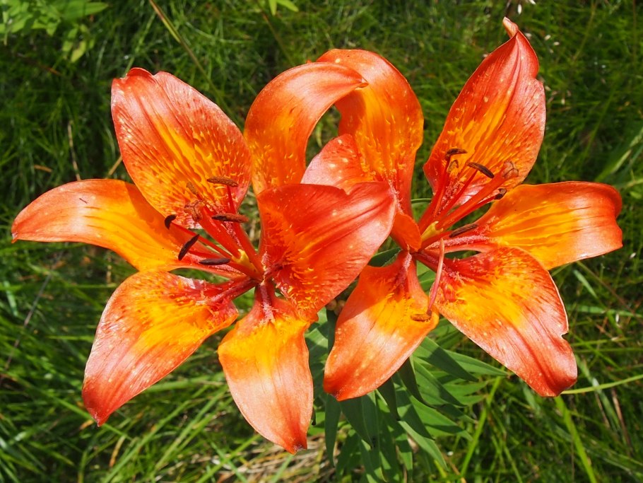 Лилия луковиценосная (l. bulbiferum)