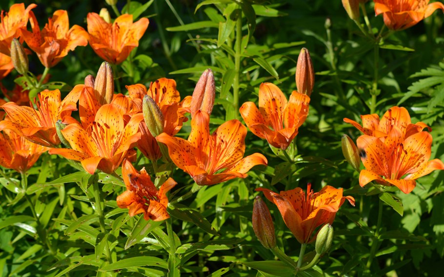 Биология ботаника лилии