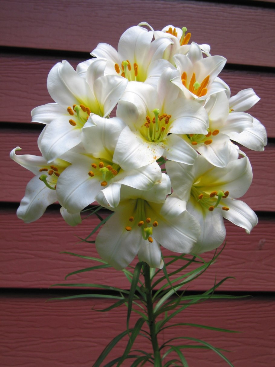 Lilium bulbiferum