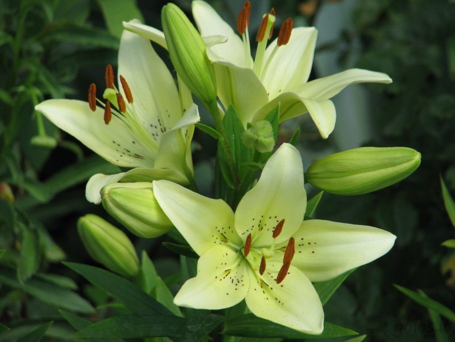 Тигровая Лилия букет