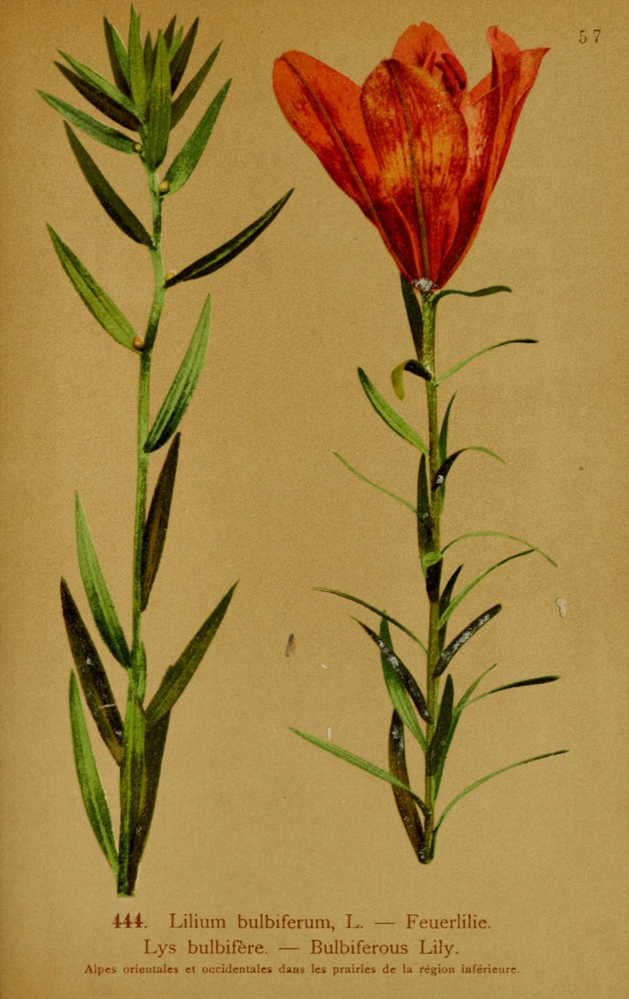 Лилия сорт Пикассо